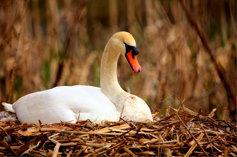 Swan Nesting by Chris Babcock Swan Nesting by Chris Babcock