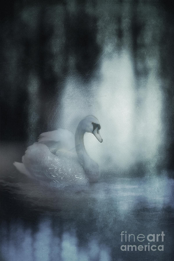 Swan Of Glass #1 Photograph by John Anderson