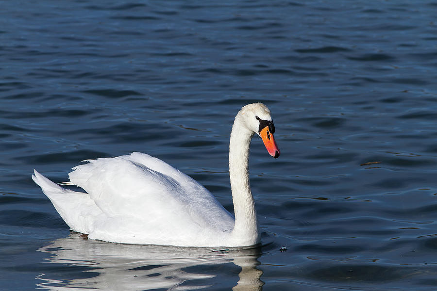 Swan #2 Photograph by Paul MAURICE