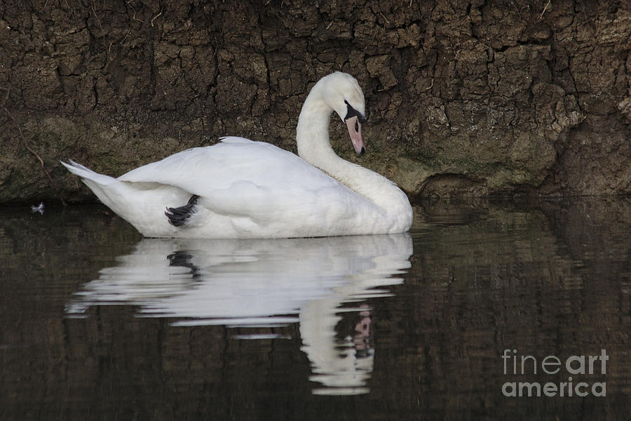Swan Photograph - Swan Reflection #1 by Jeremy Hayden