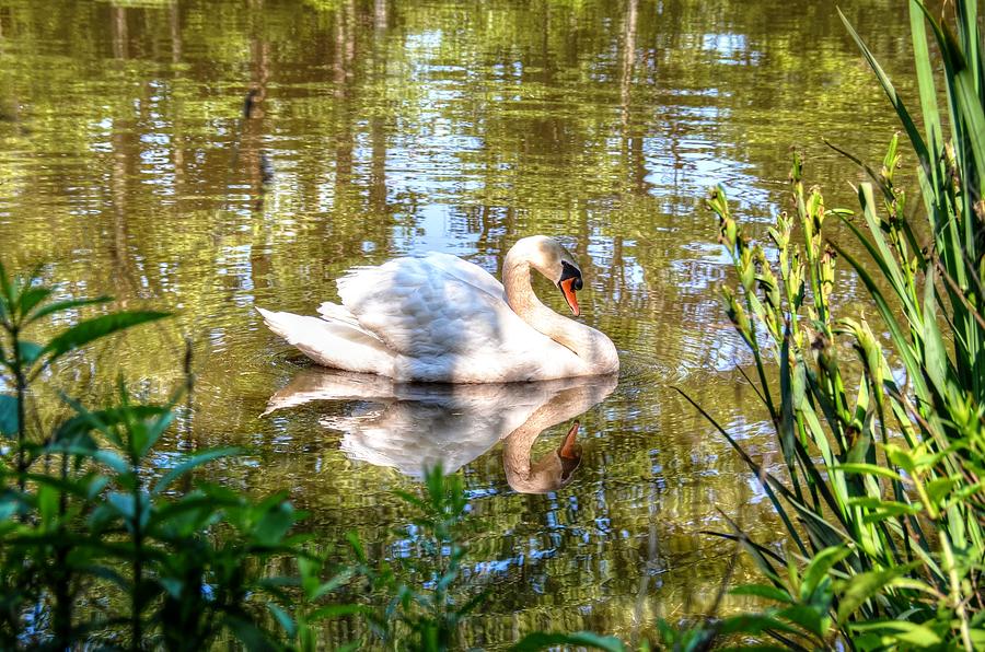 Swan posing again Photograph by Ronda Ryan