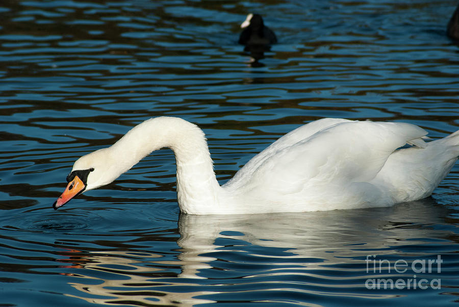 Swan sea Photograph by Amitabh Dayal | Fine Art America