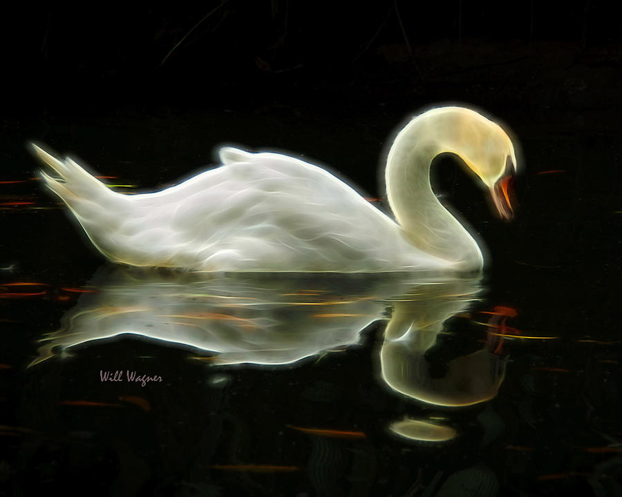 Swan Song #1 Photograph by Will Wagner