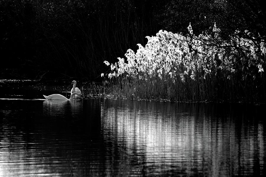 Swans and reeds #1 Photograph by Ian Sanders