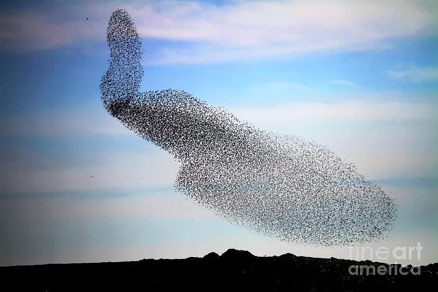 Swarming flock of starlings Photograph by Vladi Alon Fine Art America