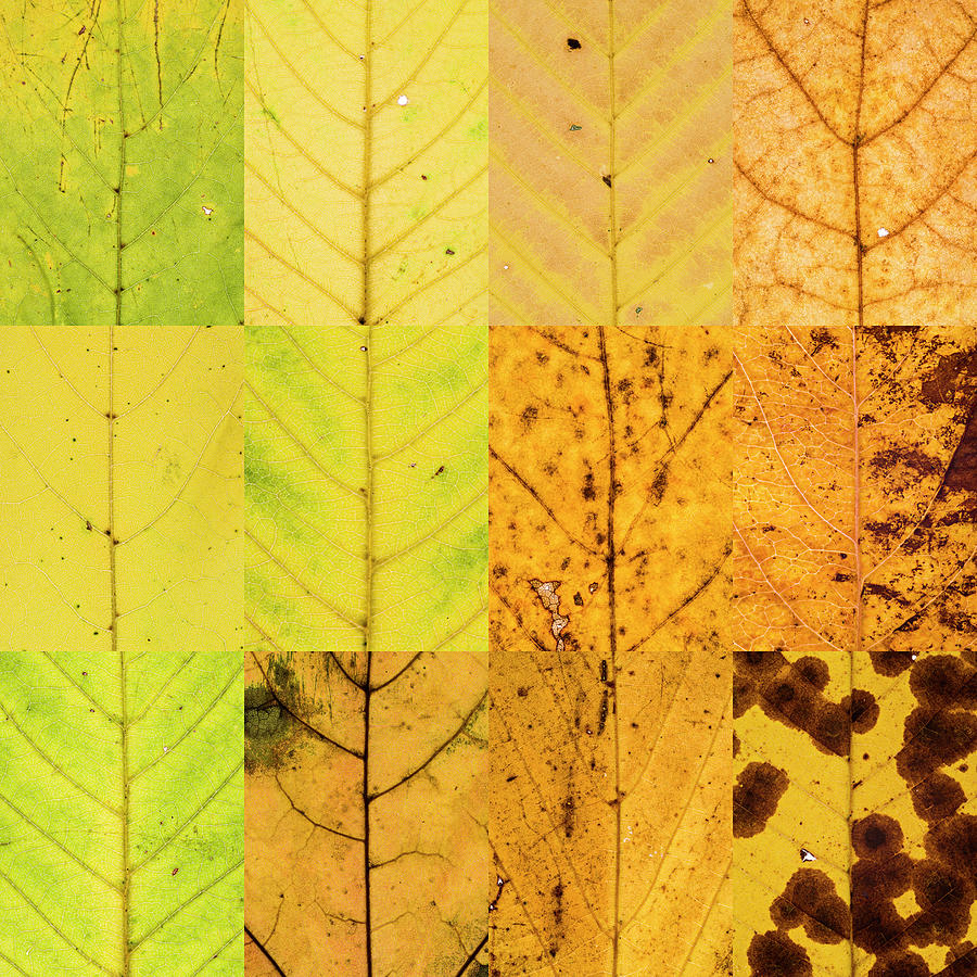 Swatches - Autumn Leaves inspired by Gerhard Richter #6 Photograph by Shankar Adiseshan