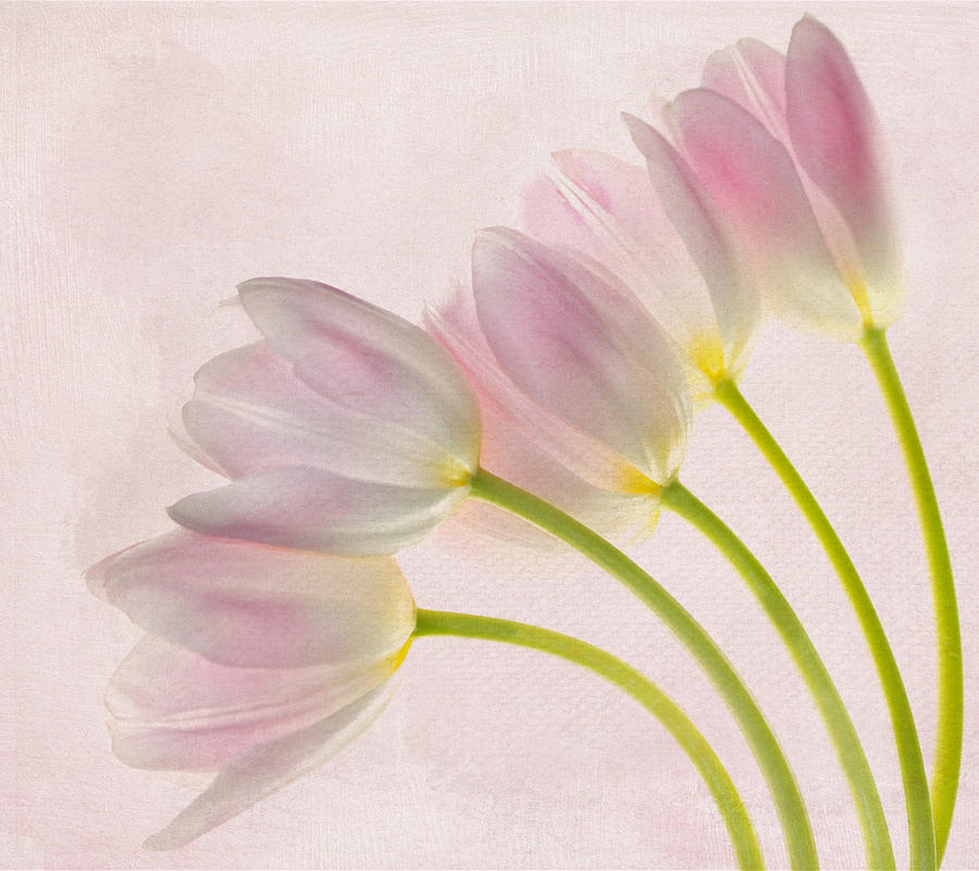Tulip Photograph - Sweep Me Off My Feet #1 by Rebecca Cozart