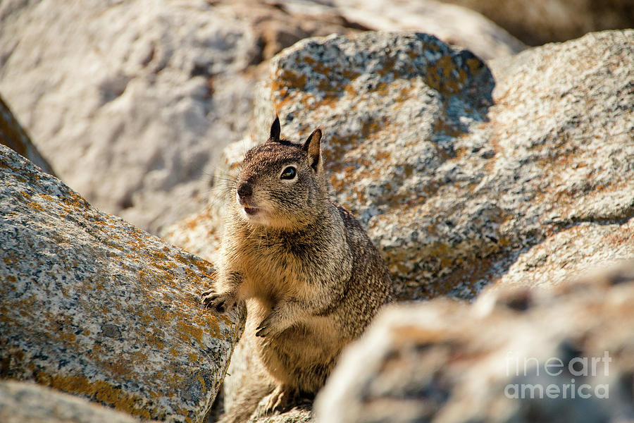 Sweet Curious California Ground Squirrel, Animal In California Photograph by Amanda Mohler