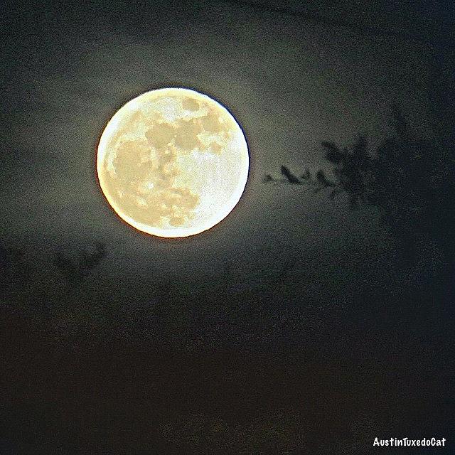 Nature Photograph - Sweet Dreams And A Full #moon #1 by Austin Tuxedo Cat