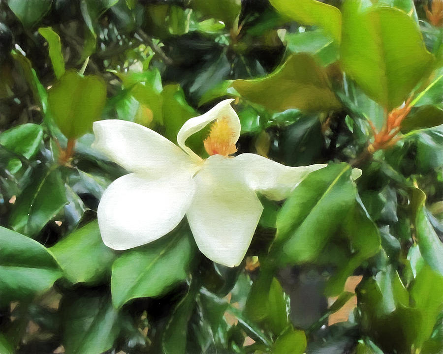 Sweet Magnolia #1 Photograph by John Freidenberg