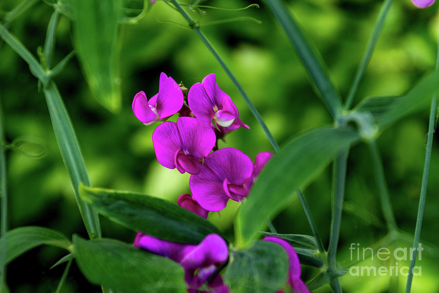 Sweet Pea #1 Photograph by William Norton