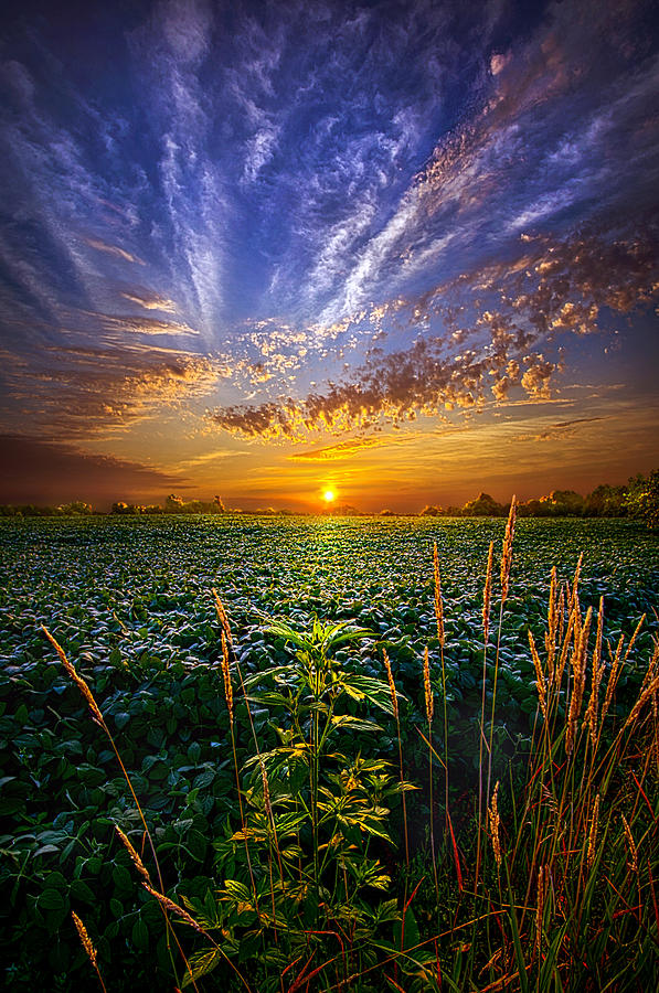 Spring Photograph - Sweet Surrender #1 by Phil Koch