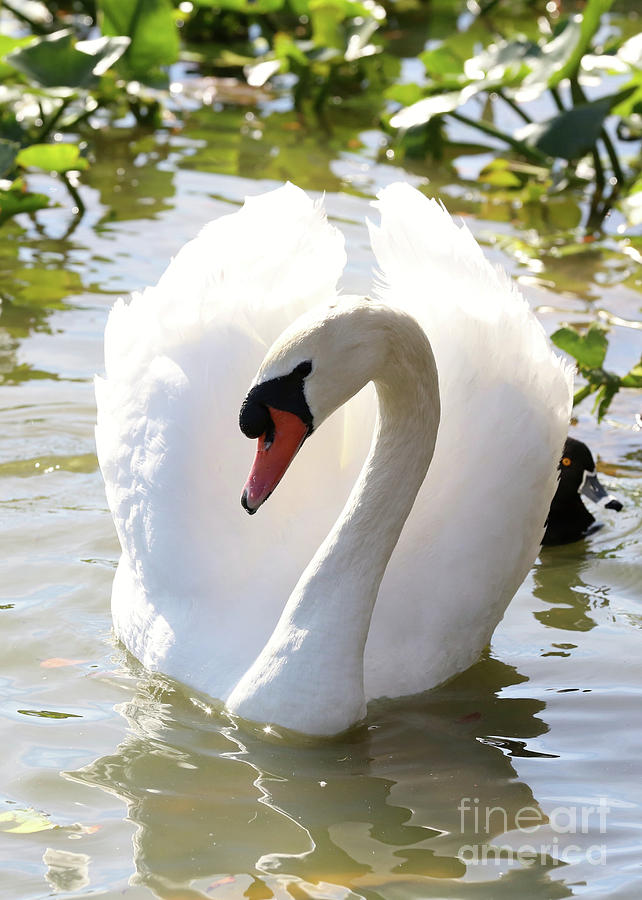 Sweet Swan 2 Photograph by Carol Groenen