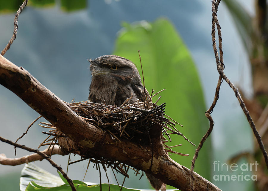 Sweet Tawny Frogmouth Nesting in a Tree #1 Photograph by DejaVu Designs