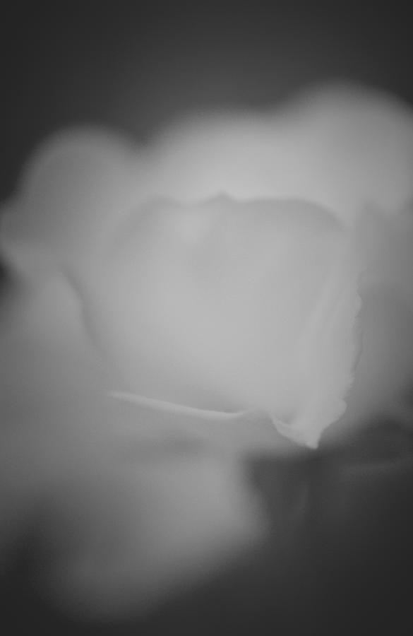 Sweet Tender Rose... #1 Photograph by The Art Of Marilyn Ridoutt-Greene