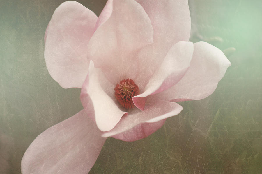 Sweetbay Magnolia Bloom Photograph by Toni Hopper