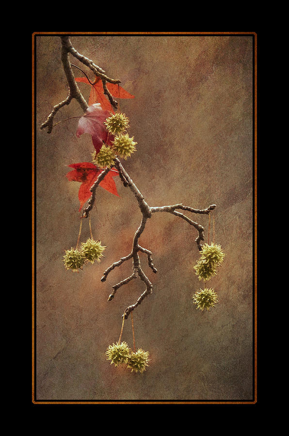 2011 Photograph - Autumn Sweetgum 1 by Lauren Brice 2011 Photograph - Autumn Sweetgum 1 by Lauren Brice