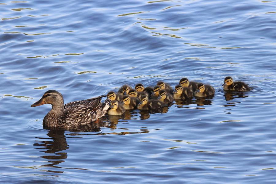 Swimming Together Photograph by Sue Feldberg - Pixels