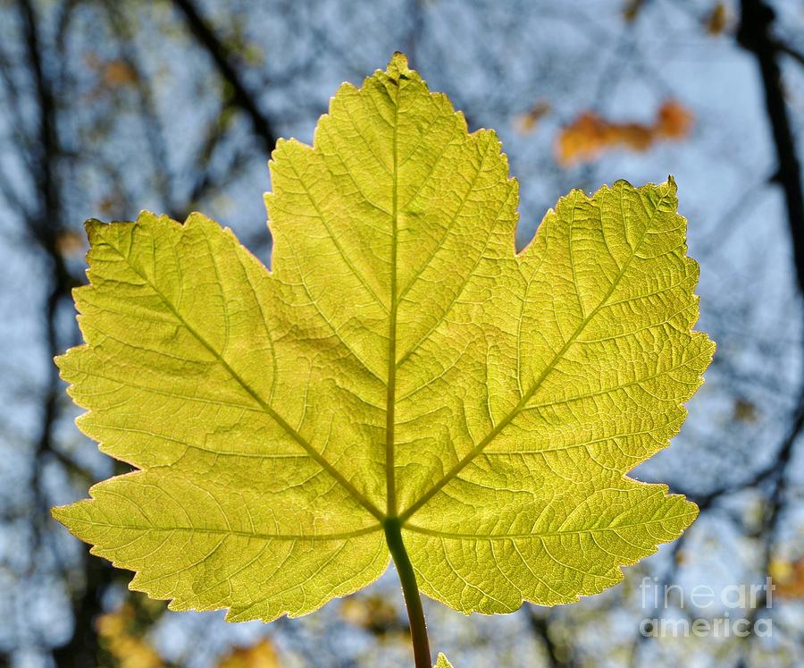 Sycamore #1 Photograph by Richard Brookes