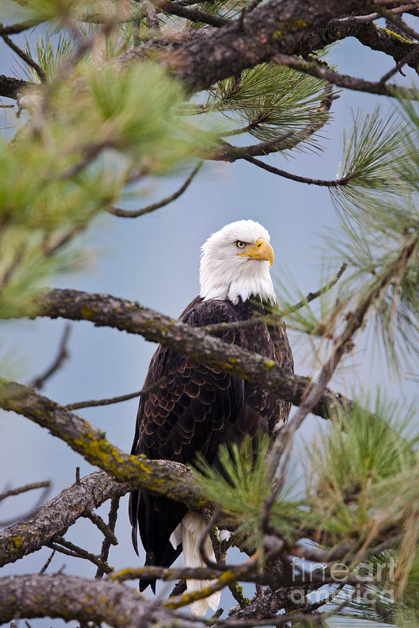 Eagle Photograph - Symbol #1 by Douglas Kikendall