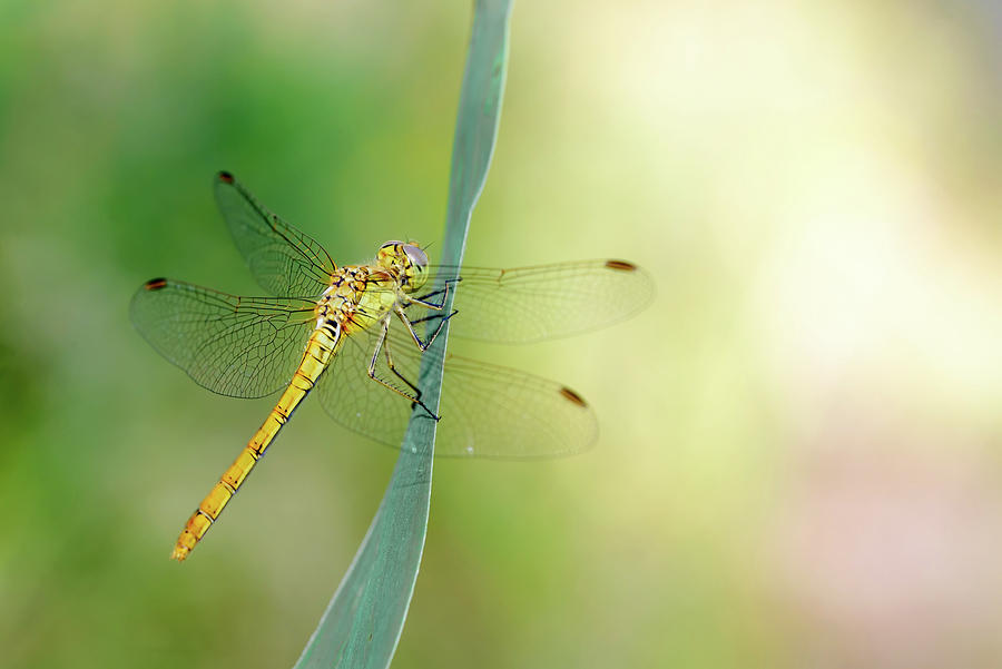 Sympetrum striolatum dragonfly Photograph by Alain De Maximy - Fine Art ...