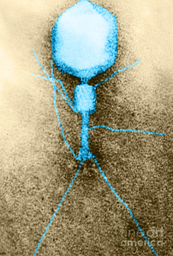 T2 Coli Bacteriophage, Tem #1 Photograph by Biophoto Associates