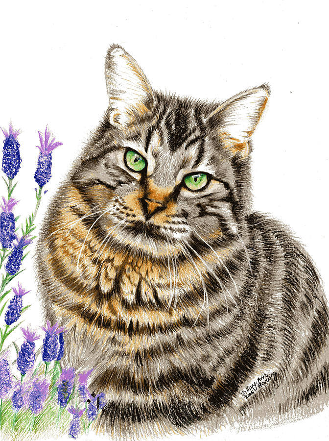 Tabby Cat Drawing by MaryAnne Harding