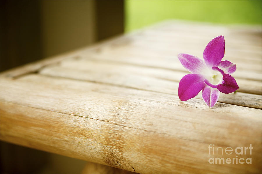 Tabletop Orchid #1 Photograph by Kicka Witte - Printscapes