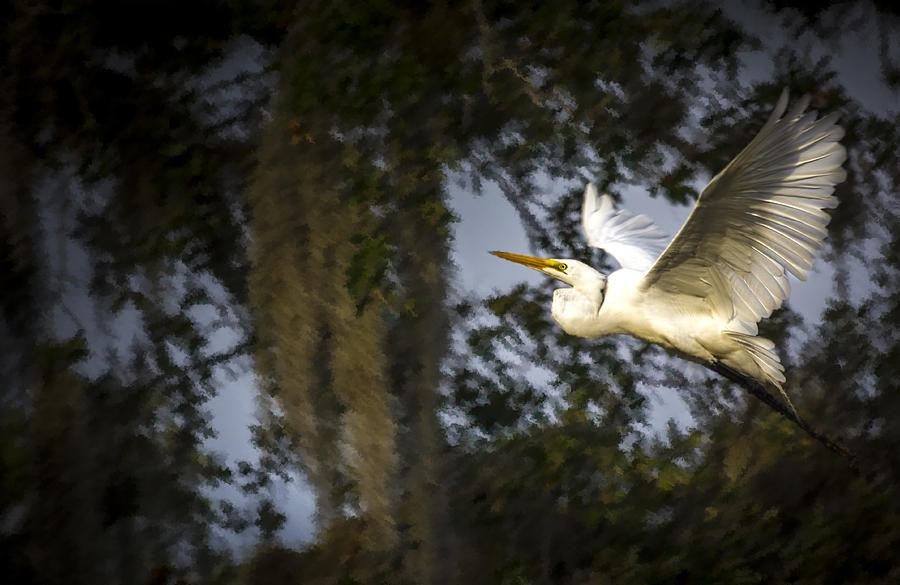 Tampa Photograph - Take Flight #1 by Marvin Spates