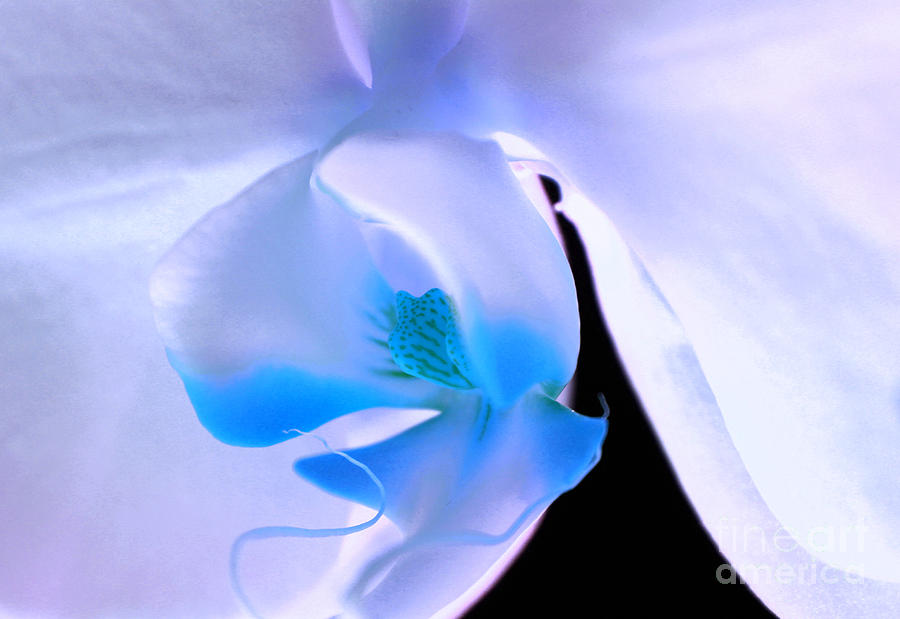 Orchid Photograph - Take My Breath Away #1 by Krissy Katsimbras