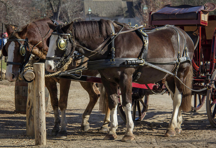 Taking A Break Photograph By Teresa Mucha - Fine Art America