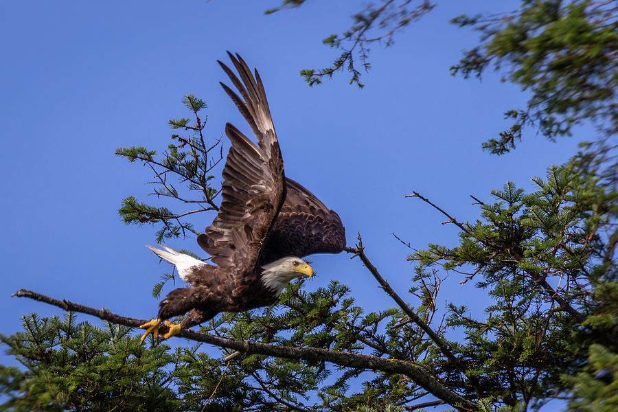 Bald Eagle Photograph - Taking off #1 by Schalk Lombard