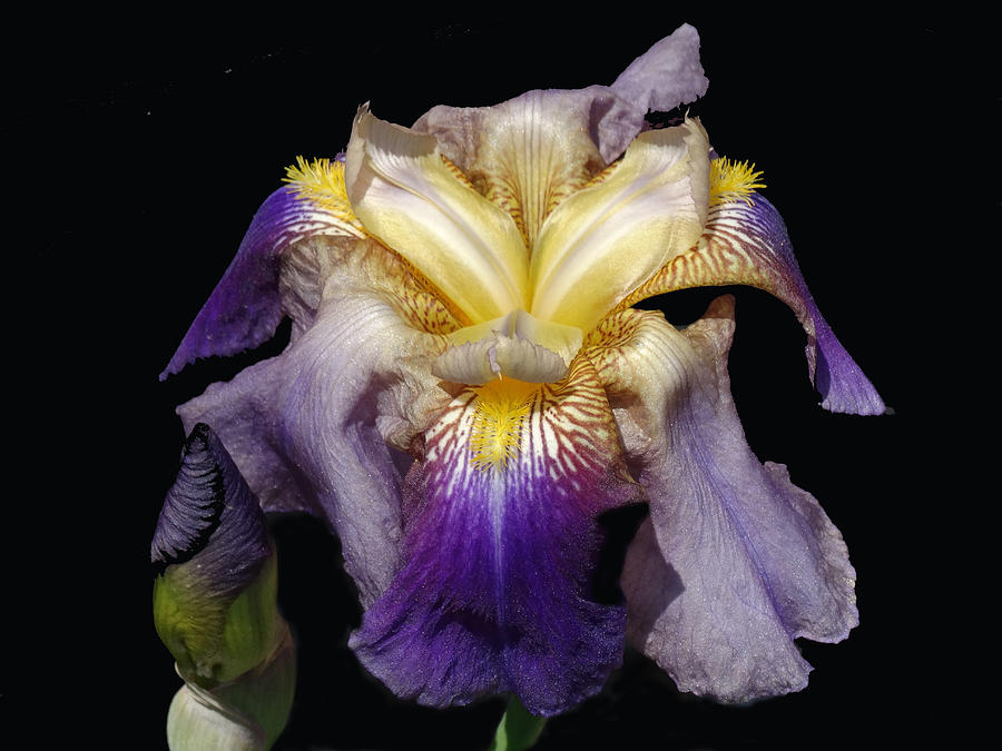 Flower Photograph - Tall Bearded Iris #1 by Greg Boutz