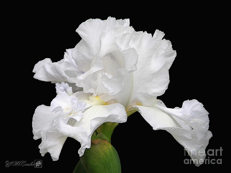 Tall Bearded Iris named Mesmerizer #5 Photograph by J McCombie