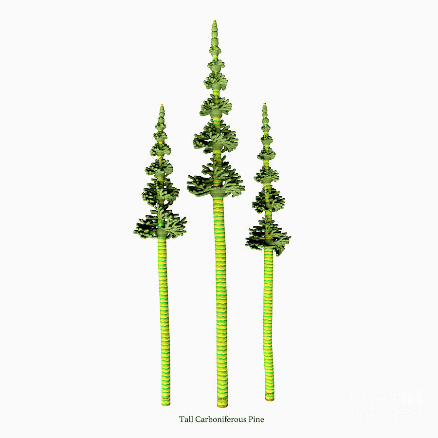 Tall Carboniferous Pine #1 Digital Art by Corey Ford