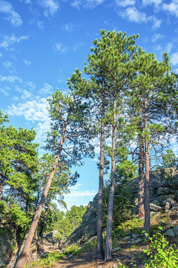 Nature Photograph - Tall Pine Trees #1 by Jess Kraft