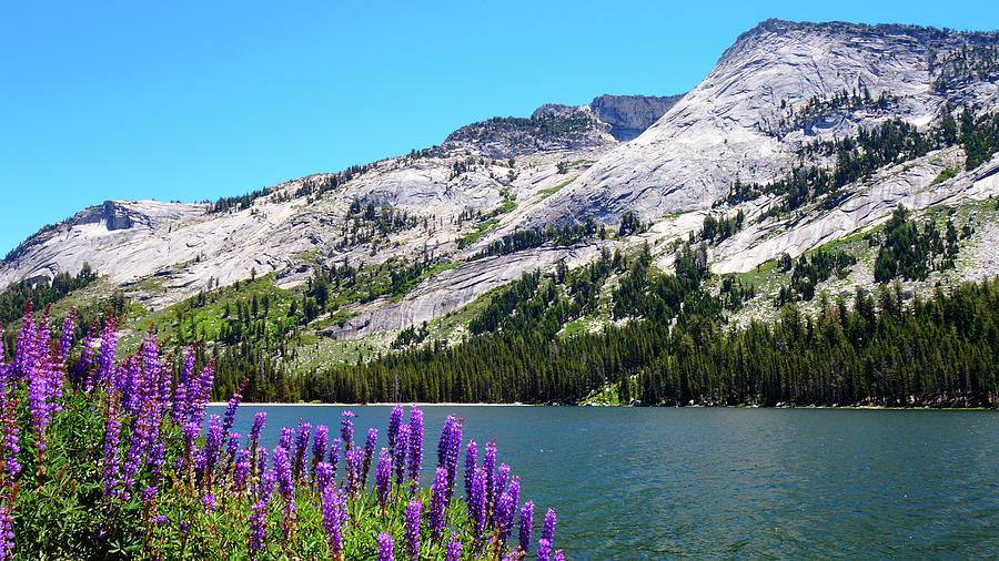 Tanaya Lake Wildflowers Yosemite #1 Photograph by Lawrence S Richardson Jr