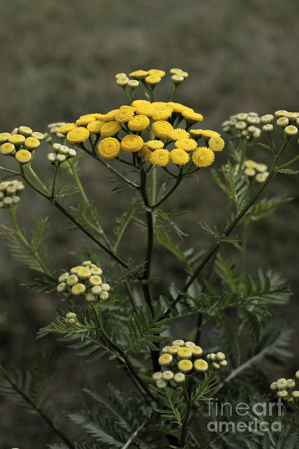 Tansy Blossoms #1 Photograph by William Kuta