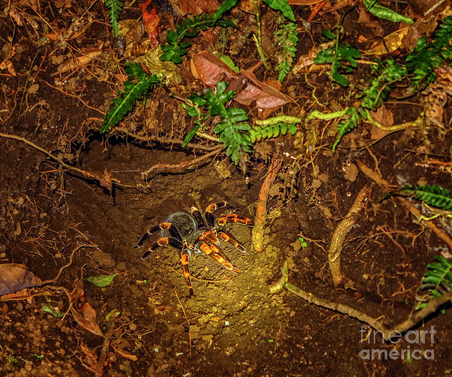 Tarantula Photograph by Patricia Hofmeester