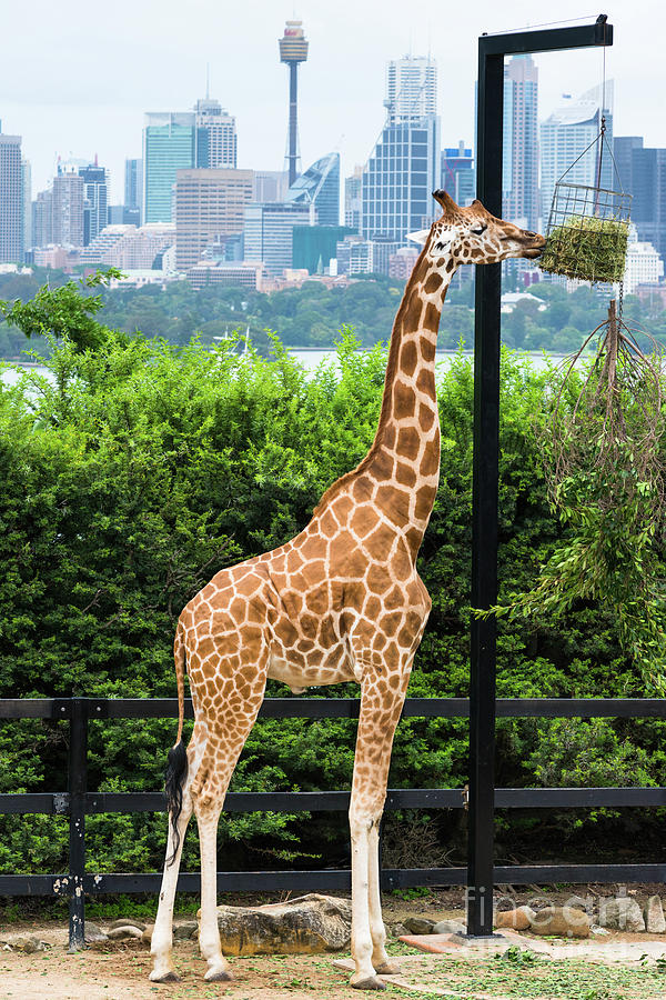 Tarronga zoos Giraffes  #1 Photograph by Andrew Michael