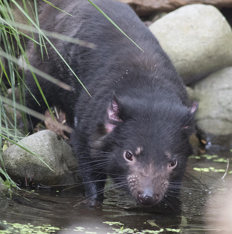 Tasmanian devil #1 Photograph by Masami Iida