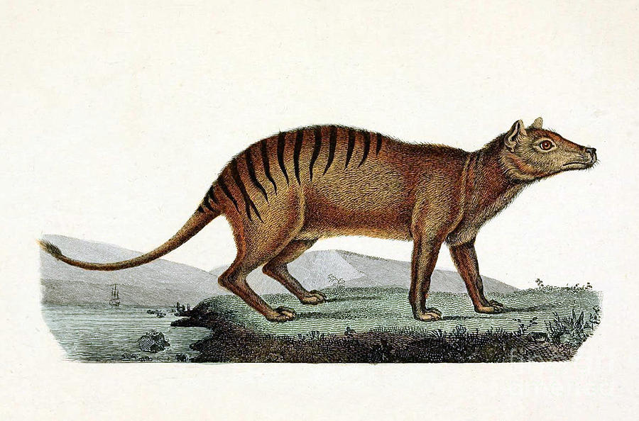 Tasmanian Tiger, Extinct Species #1 Photograph by Biodiversity Heritage Library