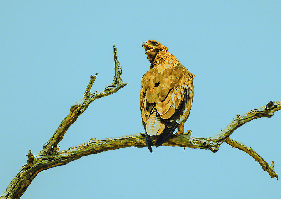 Tawny Eagle #1 Photograph by Patrick Kain