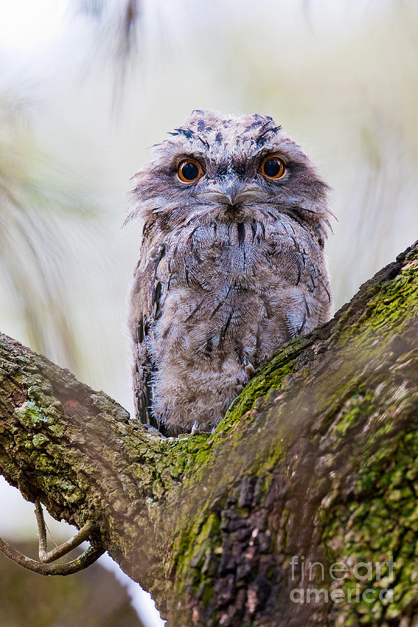 Tawny Frogmouth #1 Photograph by B.G. Thomson