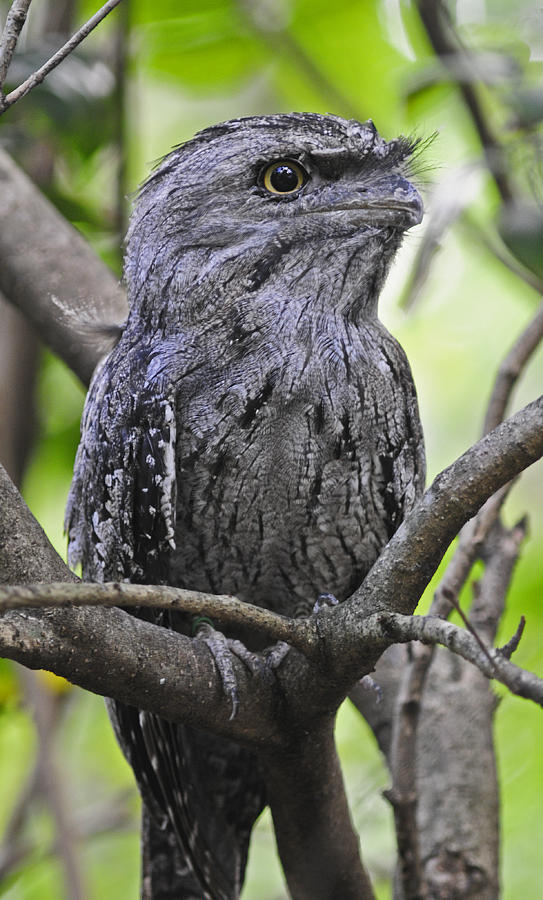 Tawny Frogmouth #1 Photograph by Winston D Munnings