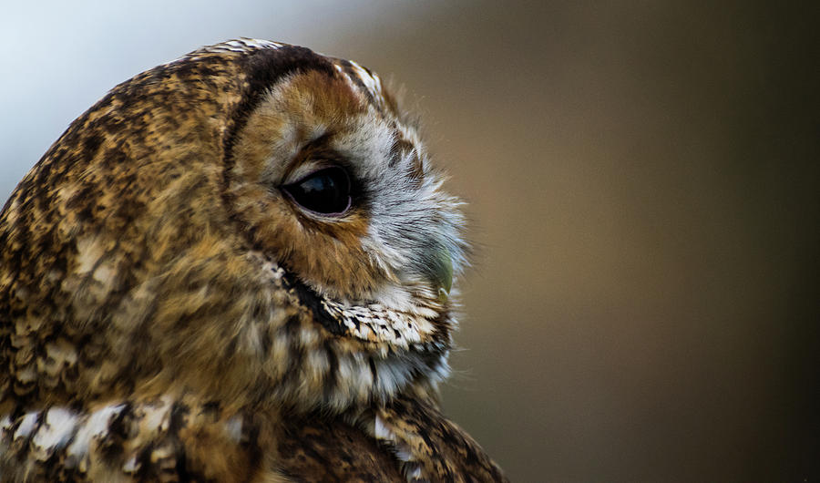Owl Photograph - Tawny little owl #5 by Silviu Dascalu