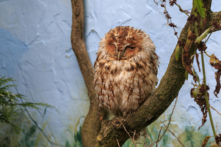 Tawny Owl - #1 Photograph by Chris Smith