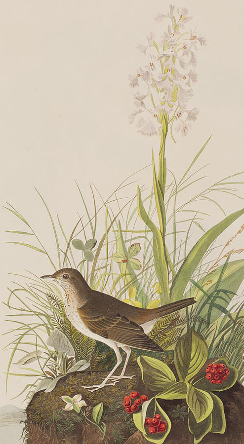 John James Audubon Painting - Tawny Thrush  by John James Audubon