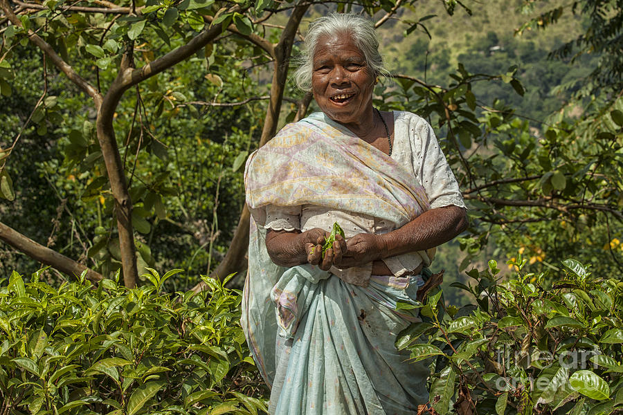 Tea picker in Sri Lanka Photograph by Patricia Hofmeester
