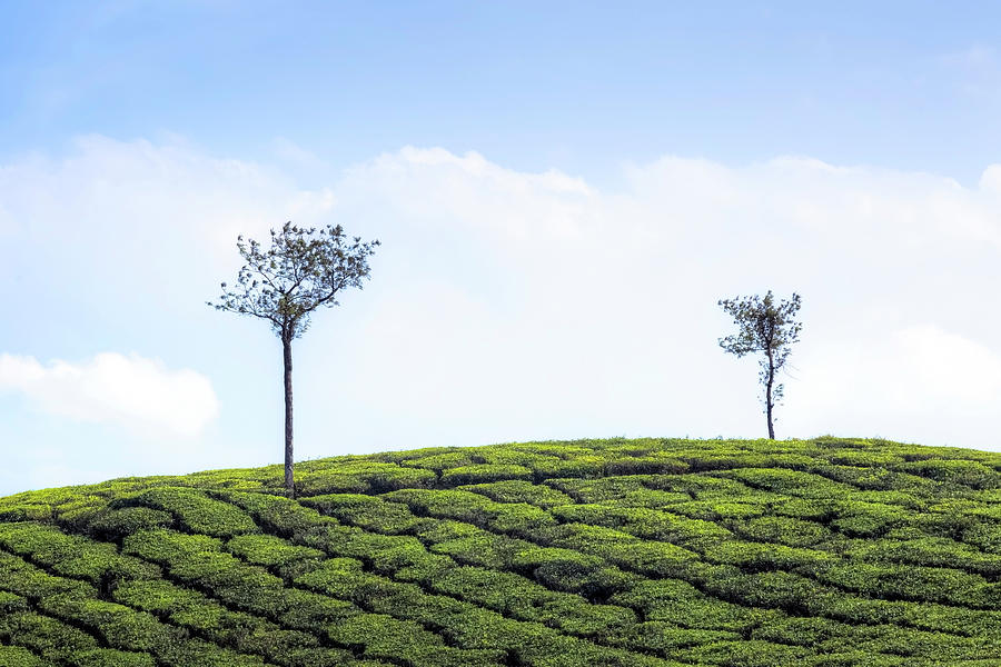 Tea planation in Kerala - India #1 Photograph by Joana Kruse